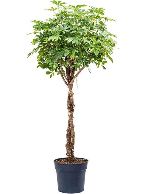 Schefflera arboricola 'Gold Capella'