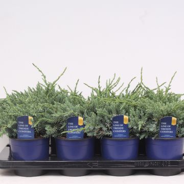 Juniperus squamata 'Blue Carpet'