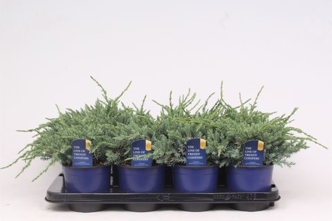 Juniperus squamata 'Blue Carpet'