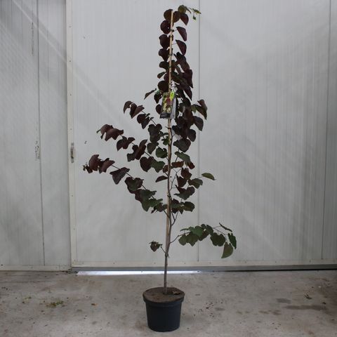 Cercis canadensis 'Merlot'