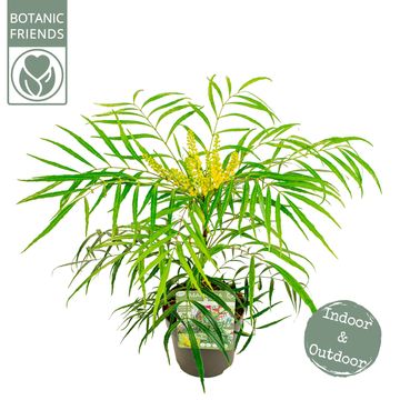 Mahonia eurybracteata 'Soft Caress'