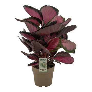 Calathea roseopicta 'Misty Red'