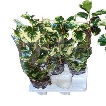 Peperomia obtusifolia 'Obtipan Bicolor'