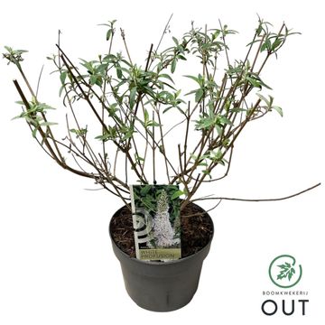 Buddleja davidii 'White Profusion'