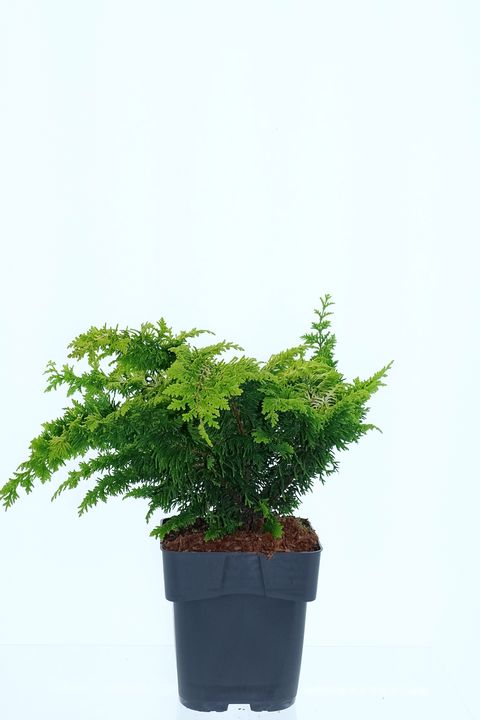 Chamaecyparis obtusa 'Fernspray Gold'