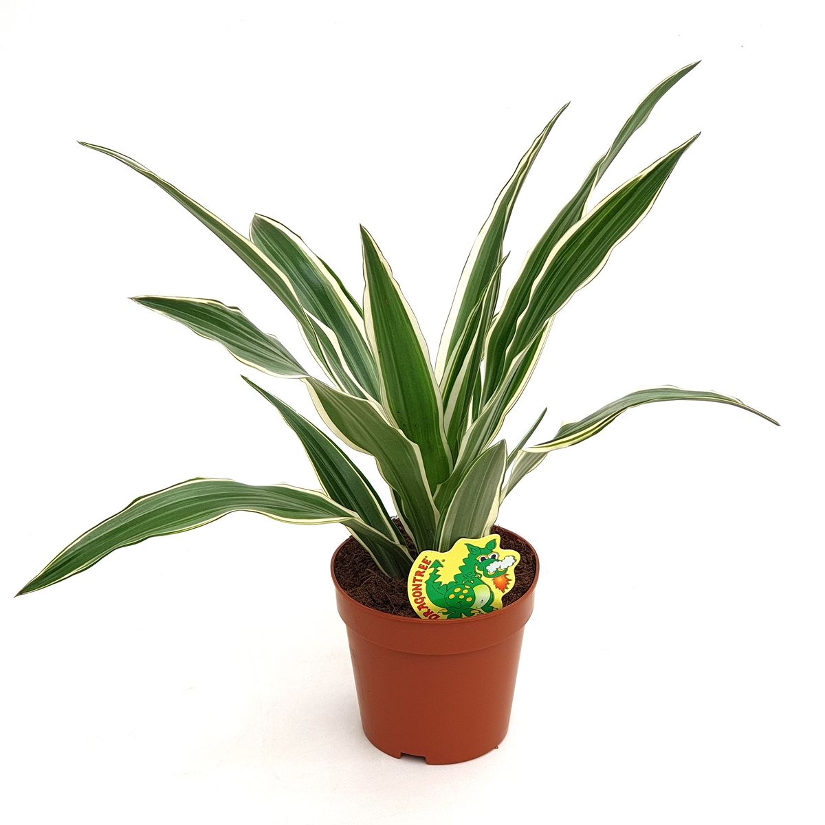 dracaena-fragrans-white-stripe-floraccess