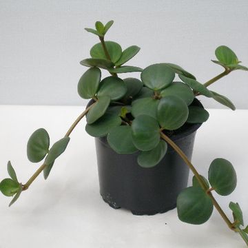 Peperomia pecuniifolia