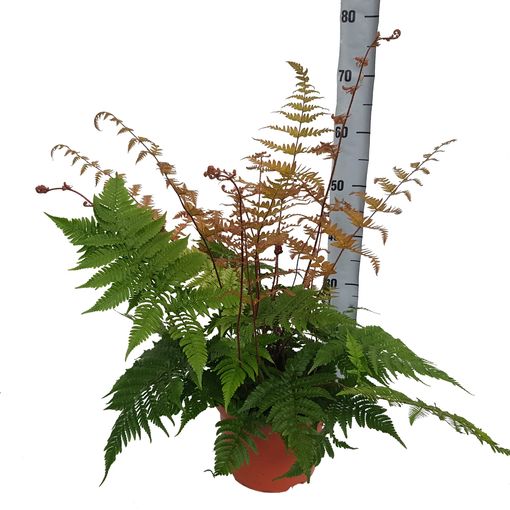 Dryopteris erythrosora