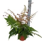 Dryopteris erythrosora