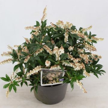 Pieris taiwanensis