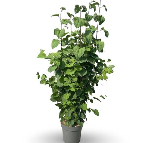 Cercidiphyllum japonicum