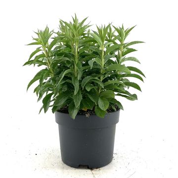 Veronica spicata 'Ulster Dwarf Blue'