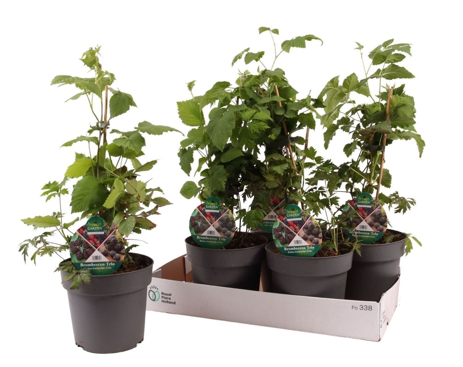 Fruit trees MIX — Plant Wholesale FlorAccess