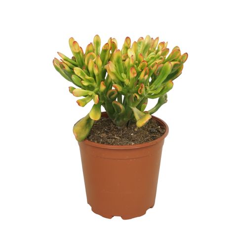 Crassula ovata 'Horntree'