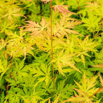 Acer palmatum ORANGE LACE