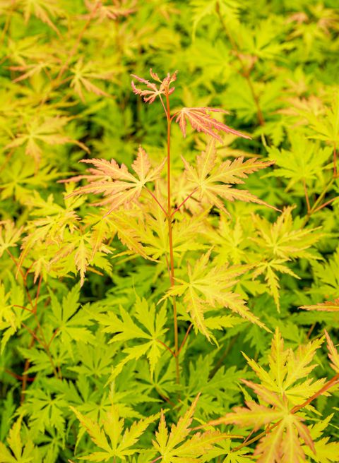 Acer palmatum ORANGE LACE