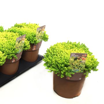 Sedum acre 'Aureum'