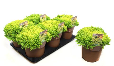 Sedum acre 'Aureum'