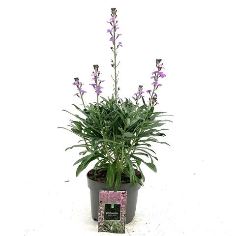 Erysimum 'Bowles' Mauve'