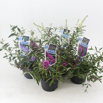 Buddleja FREE PETITE MIX