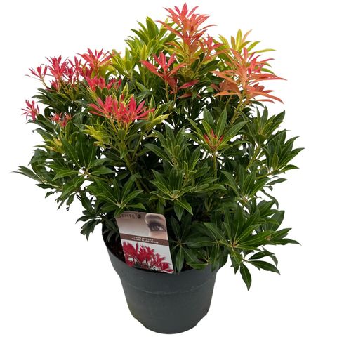 Pieris 'Forest Flame'