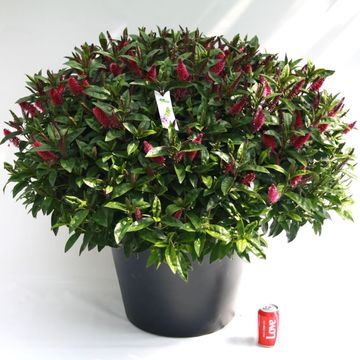 Hebe MIX