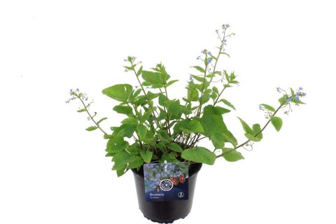 Brunnera macrophylla