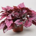 Begonia BELEAF INDIAN SUMMER