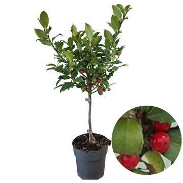 Ilex x meserveae 'Blue Maid'