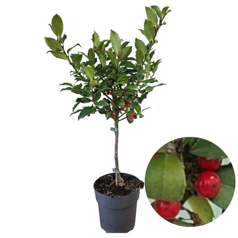 Ilex x meserveae 'Blue Maid'