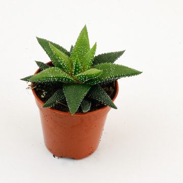 Haworthia attenuata 'Enon'