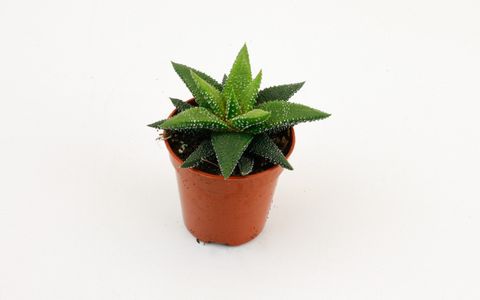 Haworthia attenuata 'Enon'