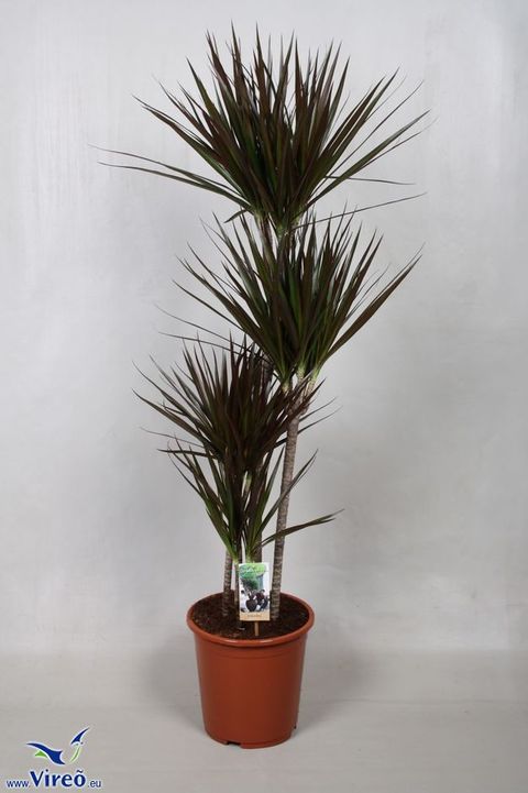 Dracaena marginata 'Magenta'