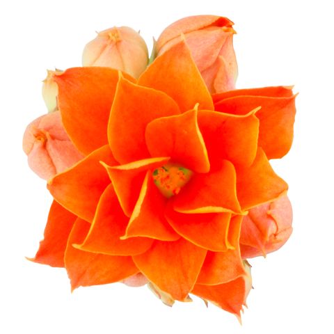Kalanchoe blossfeldiana ROSE FLOWERS MARISSA (?)