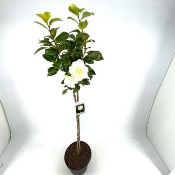 Camellia japonica 'Brushfield's Yellow'