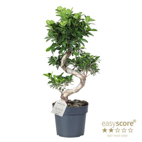 Ficus microcarpa