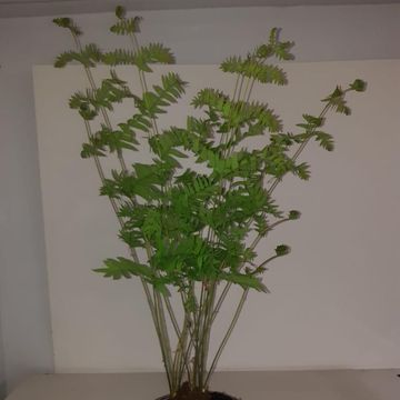 Osmunda regalis