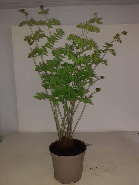 Osmunda regalis