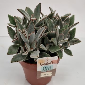 Kalanchoe tomentosa