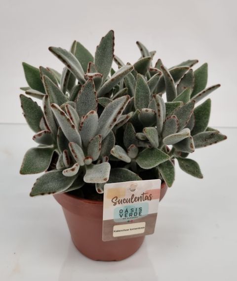 Kalanchoe tomentosa