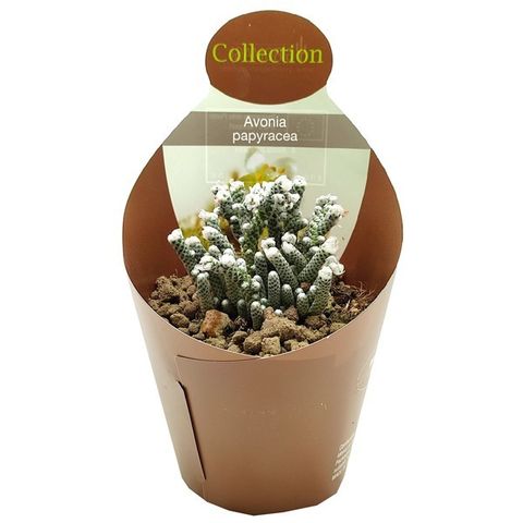 Anacampseros papyracea