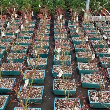 Acer palmatum 'Katsura'