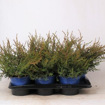 Juniperus communis 'Repanda'