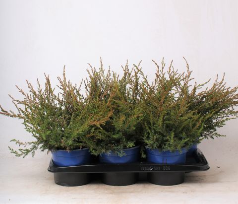 Juniperus communis 'Repanda'