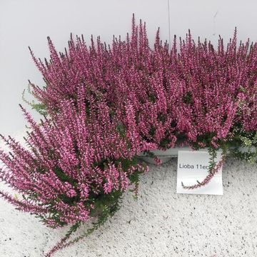 Calluna vulgaris GARDEN GIRLS LIOBA