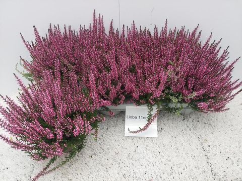 Calluna vulgaris GARDEN GIRLS LIOBA