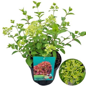 Hydrangea paniculata PETITE CHERRY