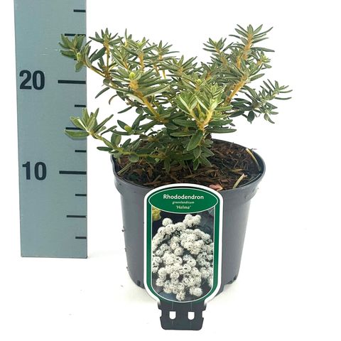 Rhododendron groenlandicum 'Helma'
