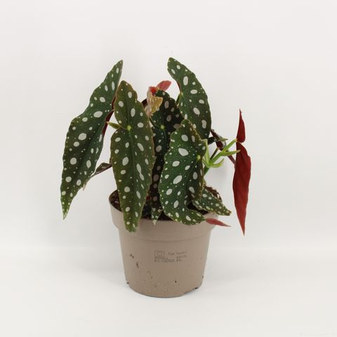 Begonia maculata (Amstelzicht BV)