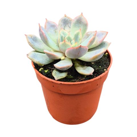 Pachyphytum 'Guangzhou'